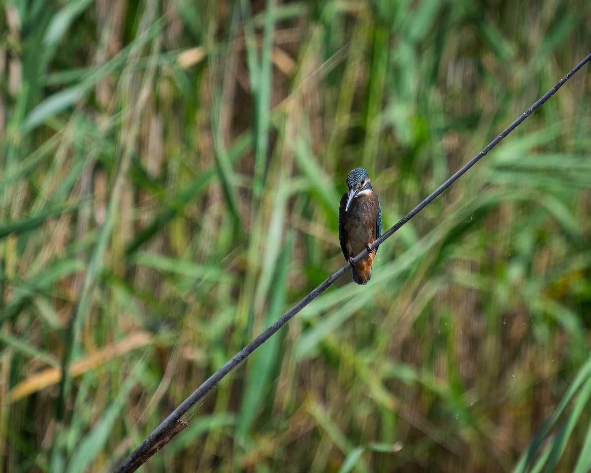 Common Kingfisher - ML638220156