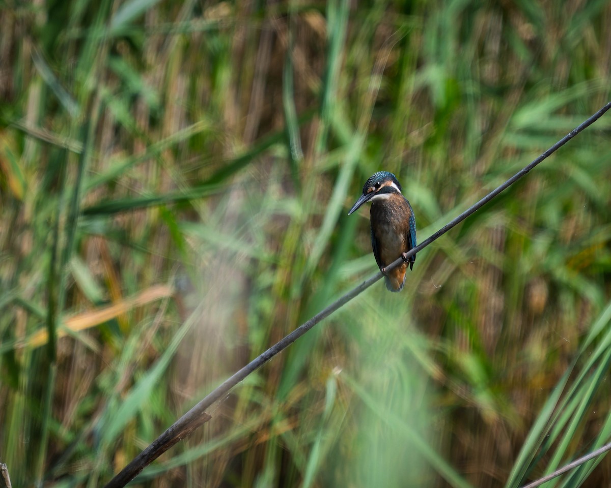 Common Kingfisher - ML638220157