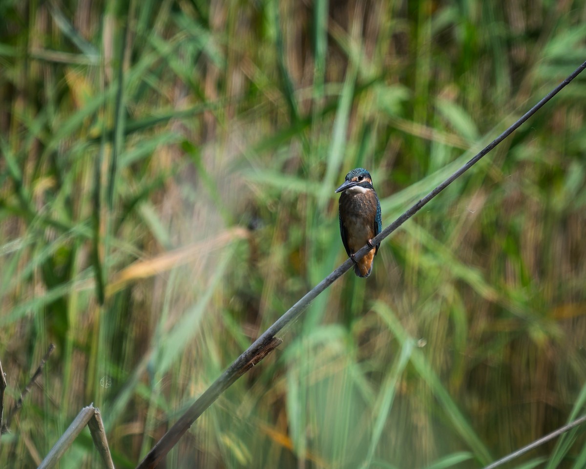 Common Kingfisher - ML638220158