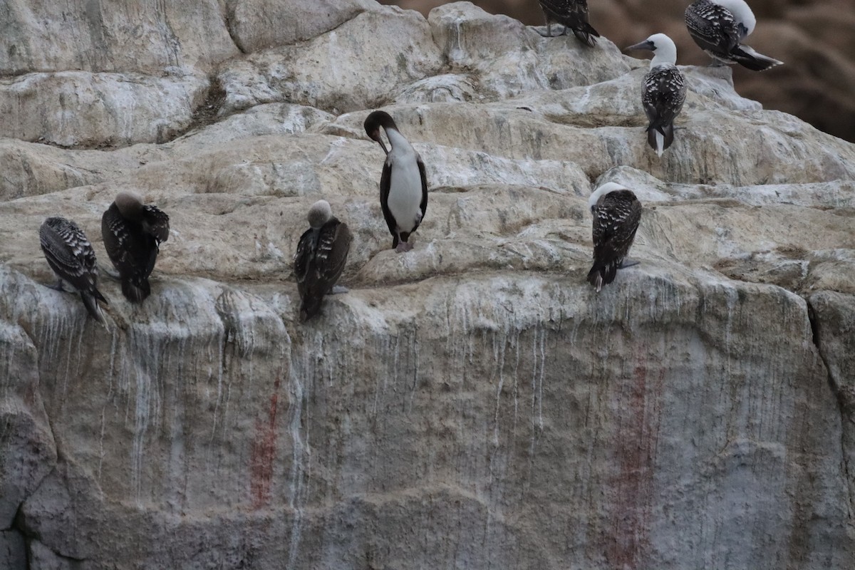 Guanay Cormorant - ML638220159