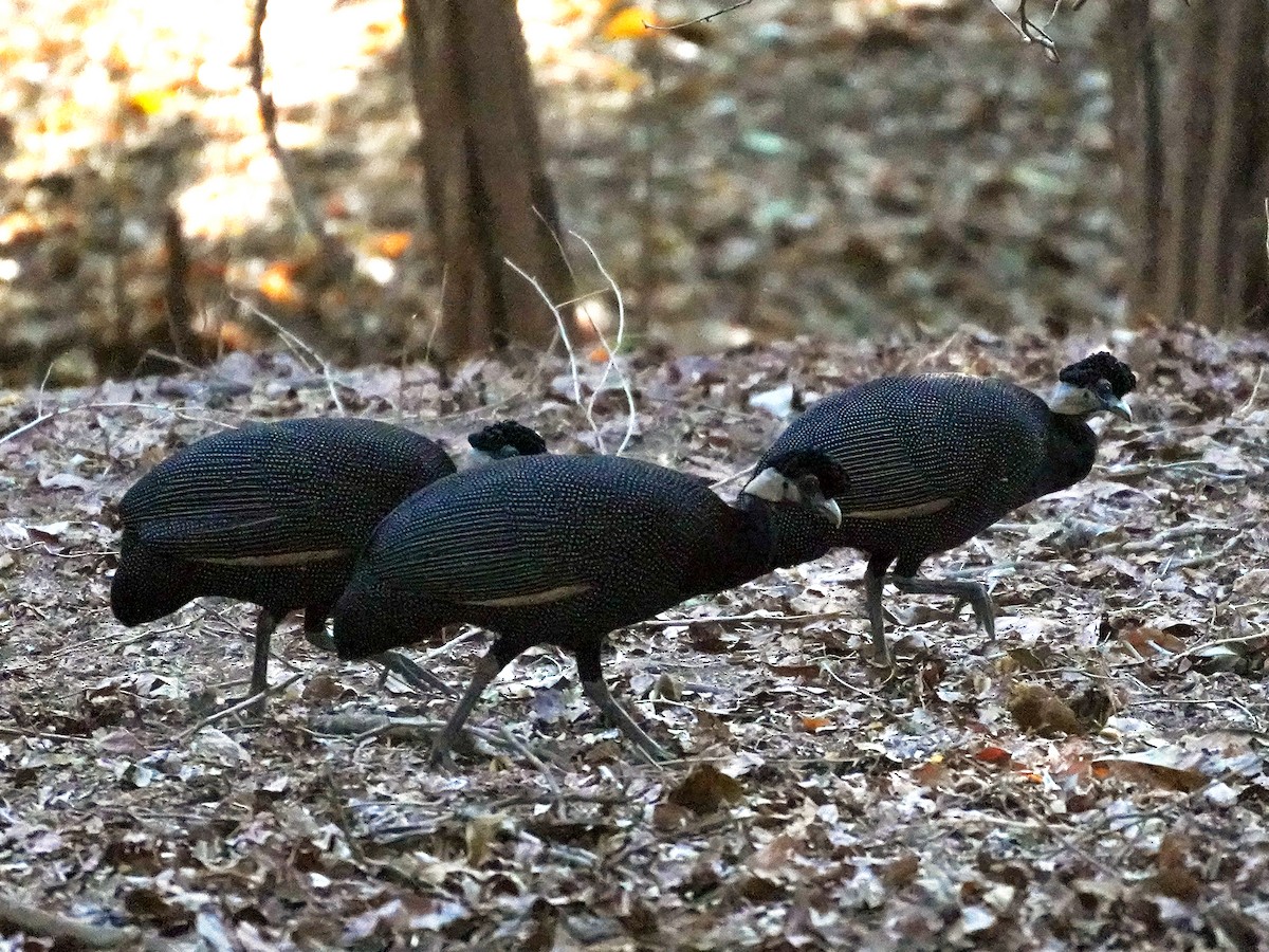 Southern Crested Guineafowl - ML638220171