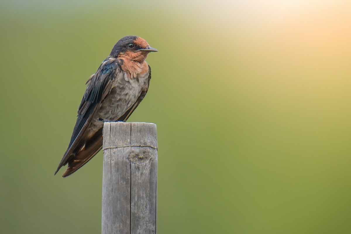 Pacific Swallow - ML638220190