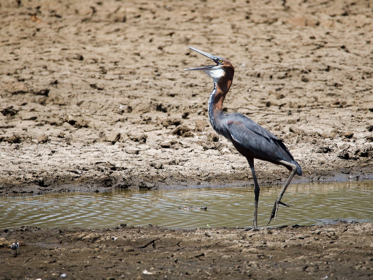 Goliath Heron - ML638220199