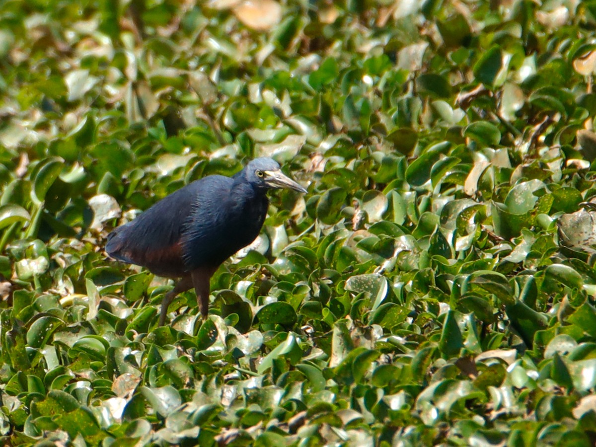 Rufous-bellied Heron - ML638220200