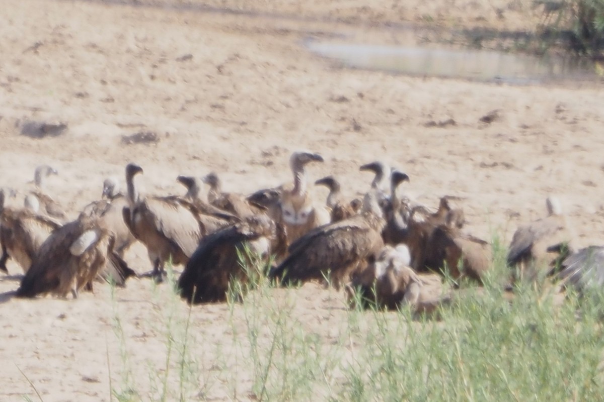 Cape Griffon - ML638220201