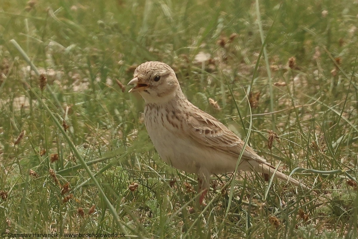 Asian Short-toed Lark - ML638220211