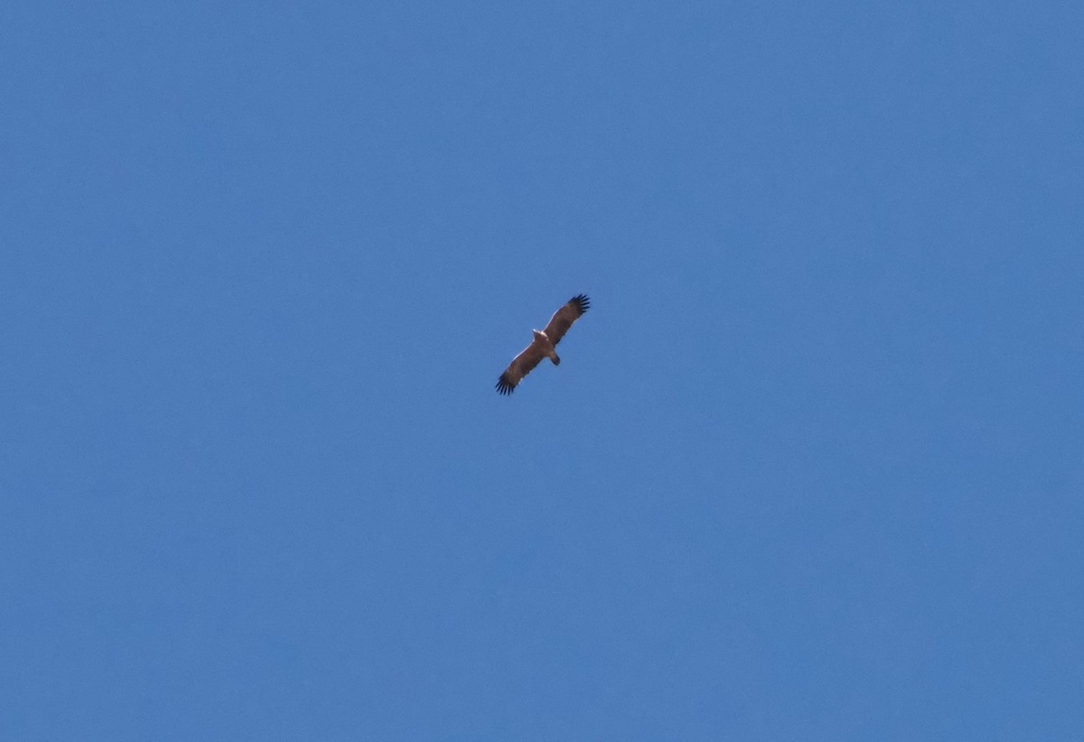Tawny Eagle - ML638220214