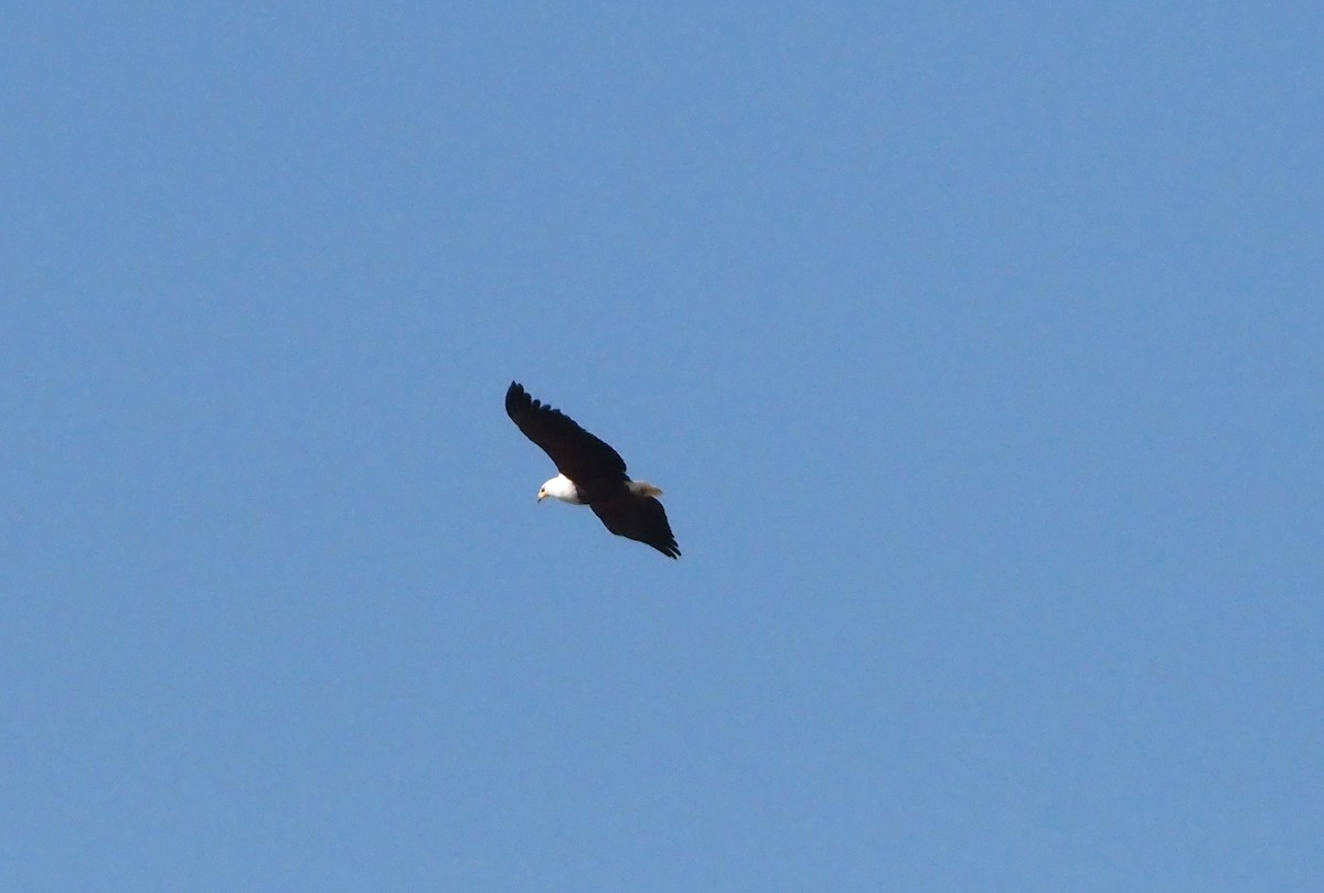 African Fish-Eagle - ML638220219