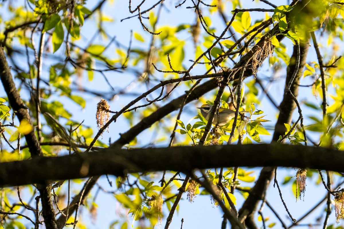 Goldflügel-Waldsänger - ML638220232