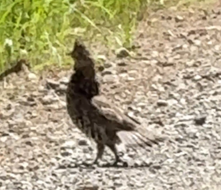 Ruffed Grouse - ML638220234