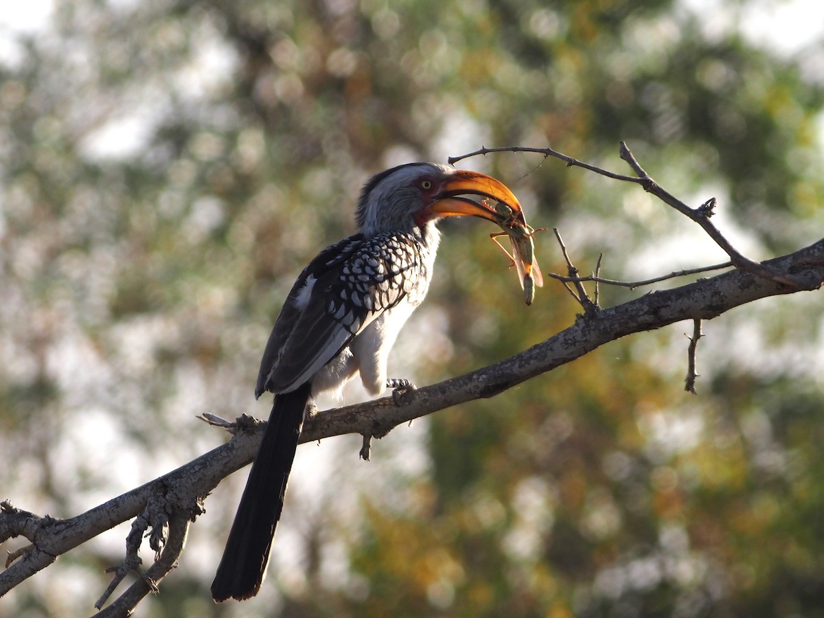 Southern Yellow-billed Hornbill - ML638220242
