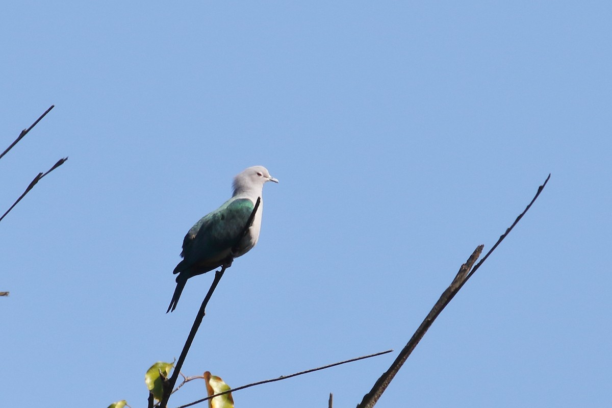 Green Imperial-Pigeon - ML638220253