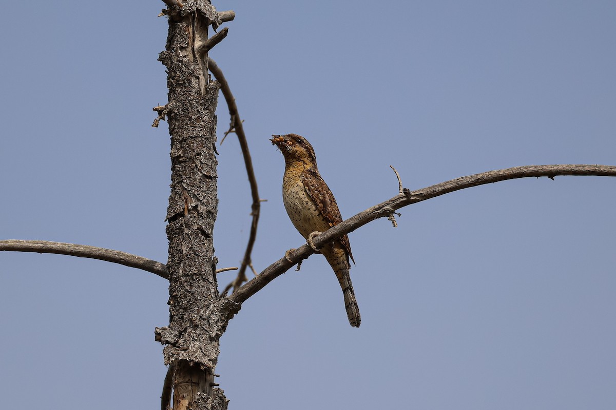 Eurasian Wryneck - ML638220256