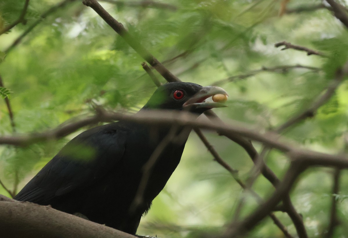 kukačka koel - ML638220263