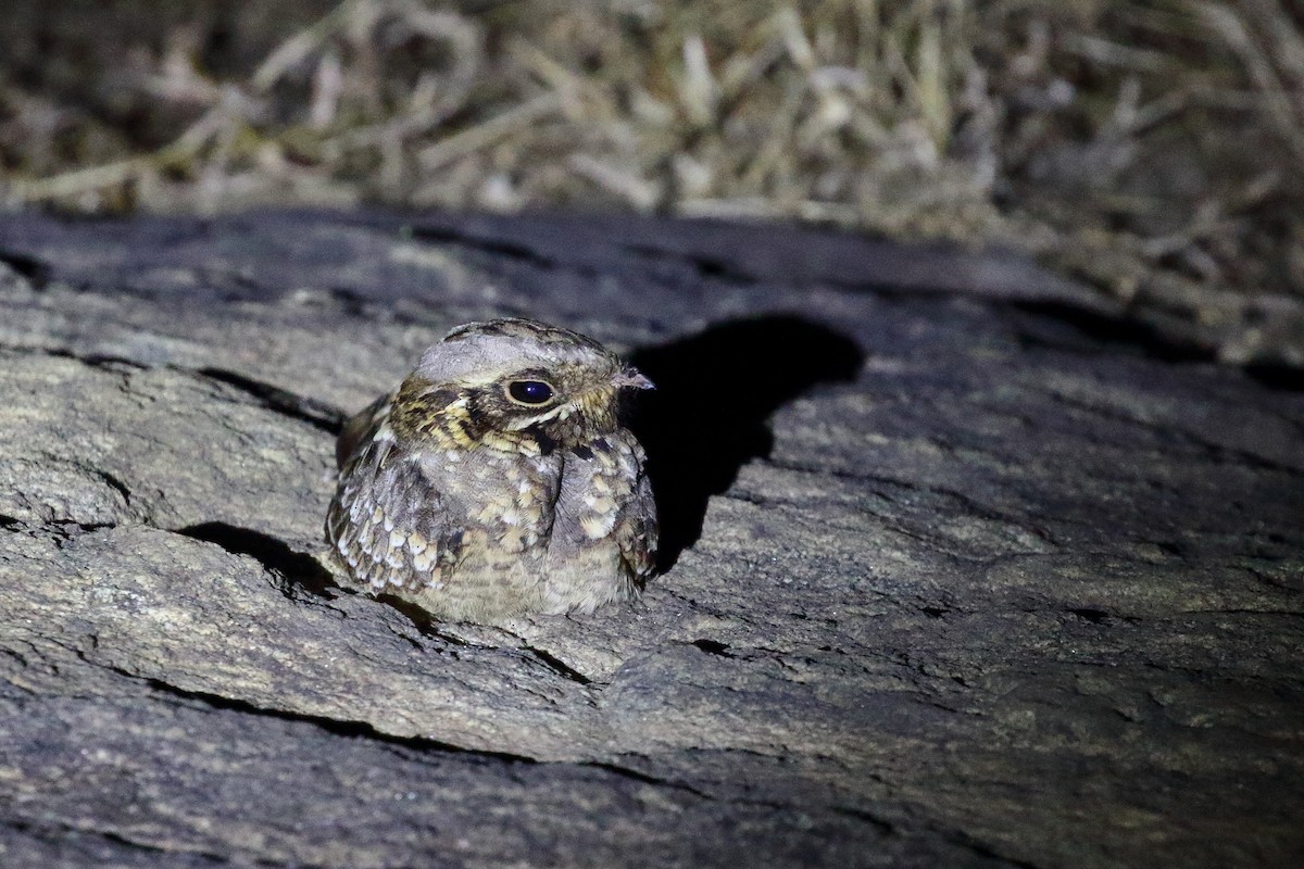 Indian Nightjar - ML638220276