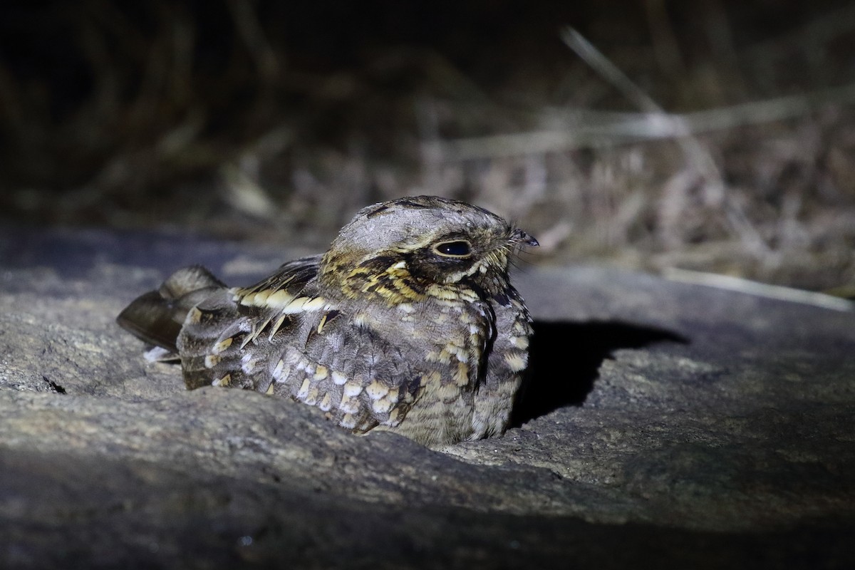 Indian Nightjar - ML638220277