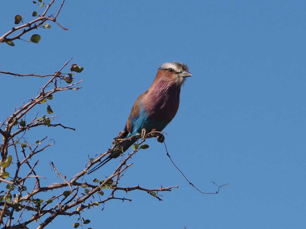 Lilac-breasted Roller - ML638220280
