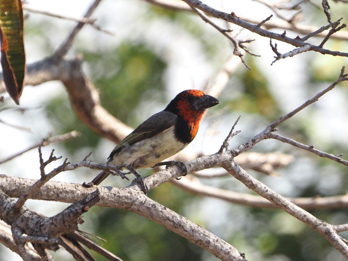 Black-collared Barbet - ML638220286