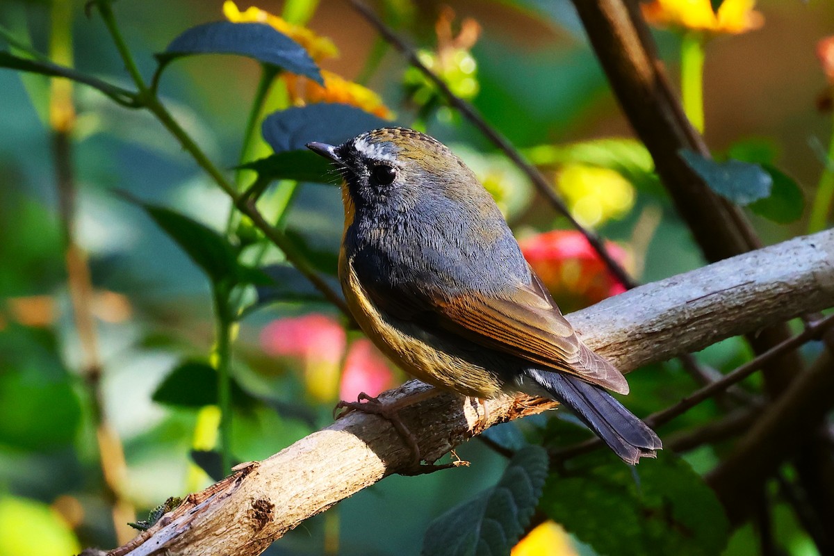Snowy-browed Flycatcher - ML638220291