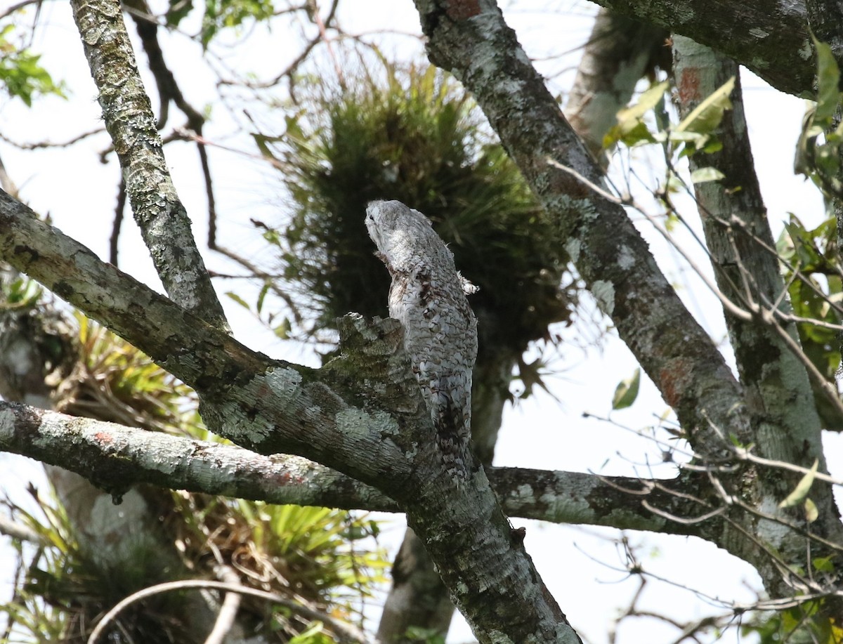 Great Potoo - ML638220297