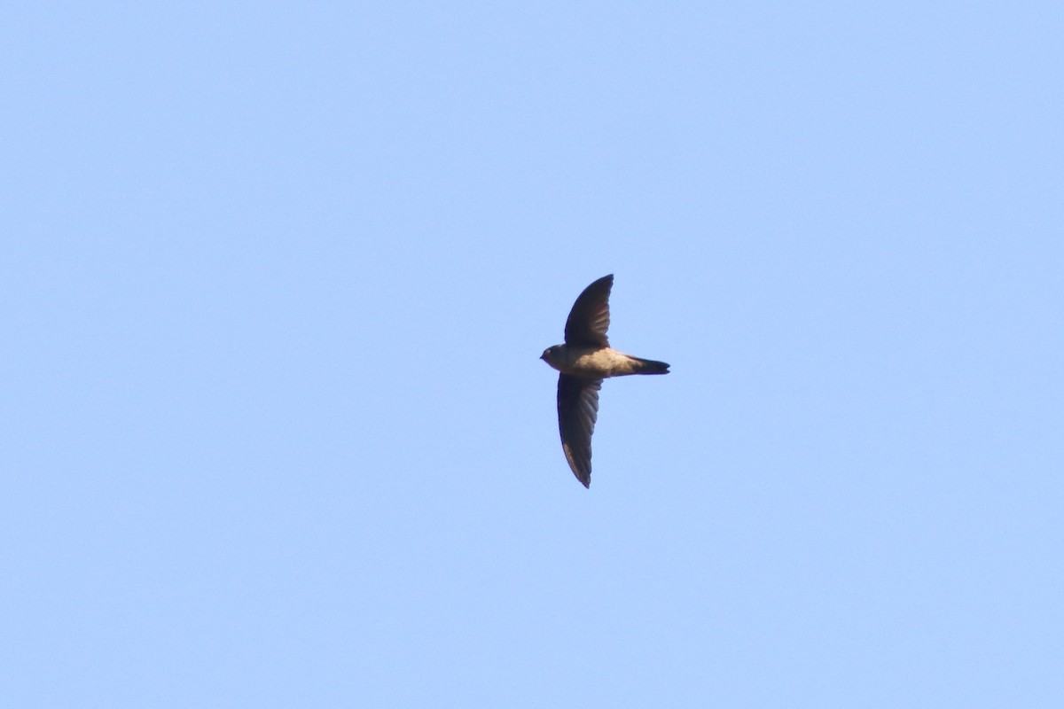 Indian Swiftlet - ML638220299