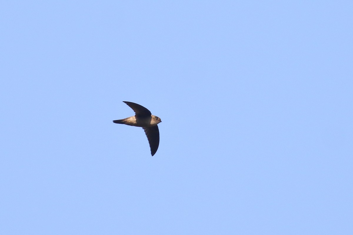 Indian Swiftlet - ML638220300