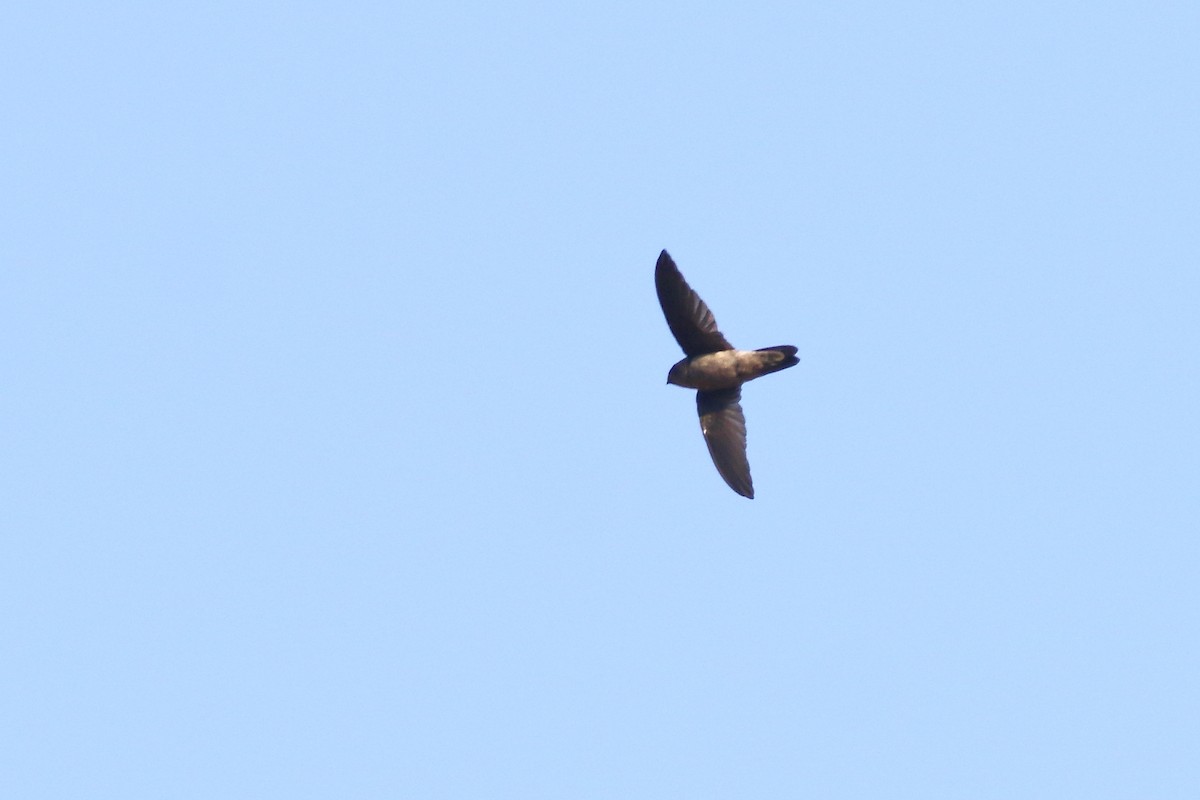 Indian Swiftlet - ML638220301