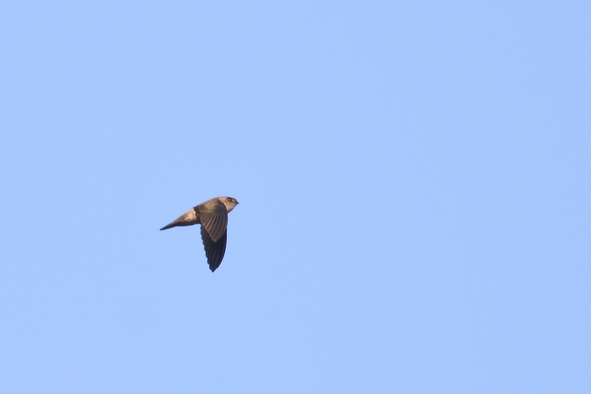 Indian Swiftlet - ML638220303
