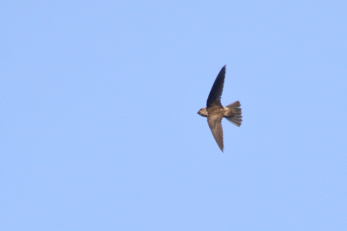Indian Swiftlet - ML638220304