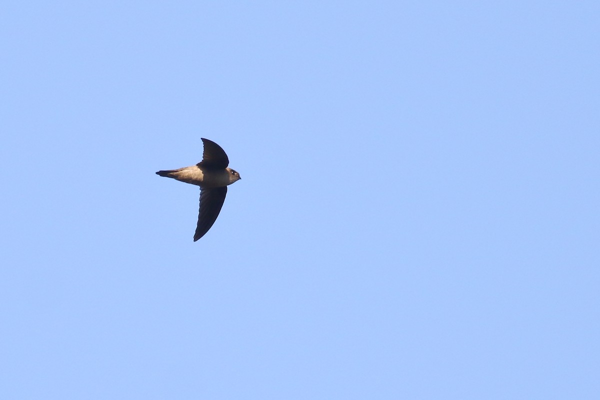 Indian Swiftlet - ML638220305