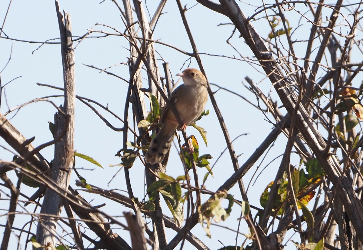 Rattling Cisticola - ML638220308