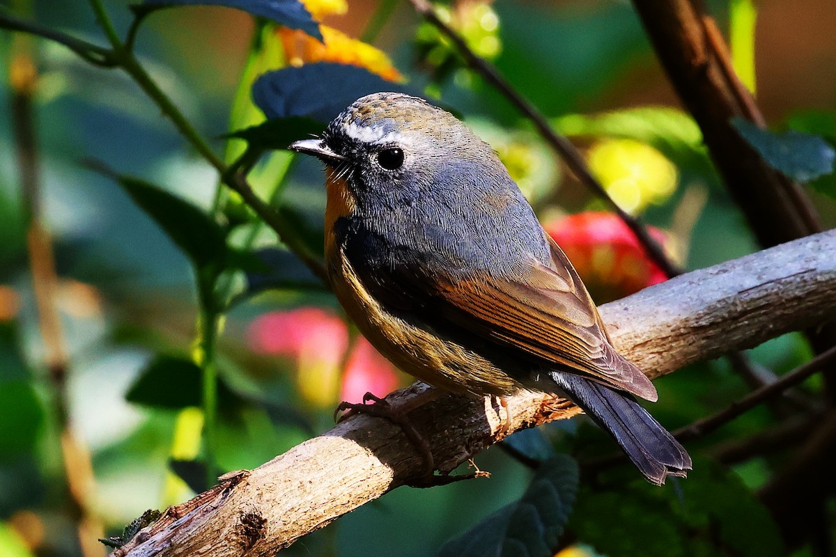 Snowy-browed Flycatcher - ML638220309