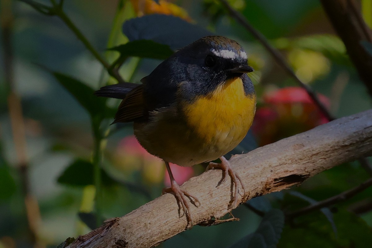 Snowy-browed Flycatcher - ML638220313