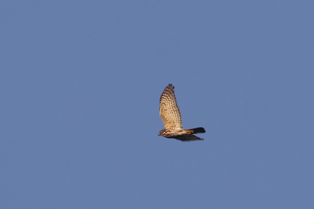 Crested Goshawk - ML638220317