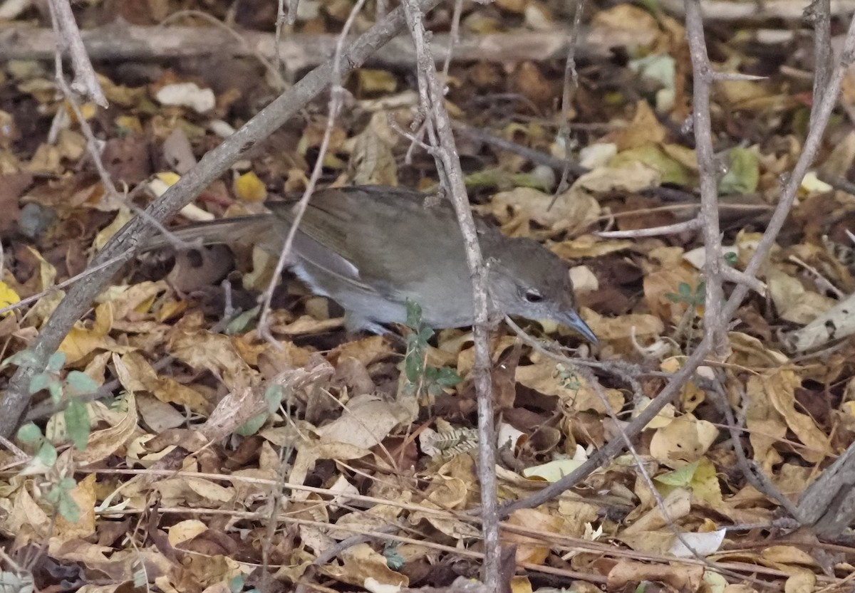 Terrestrial Brownbul - ML638220318
