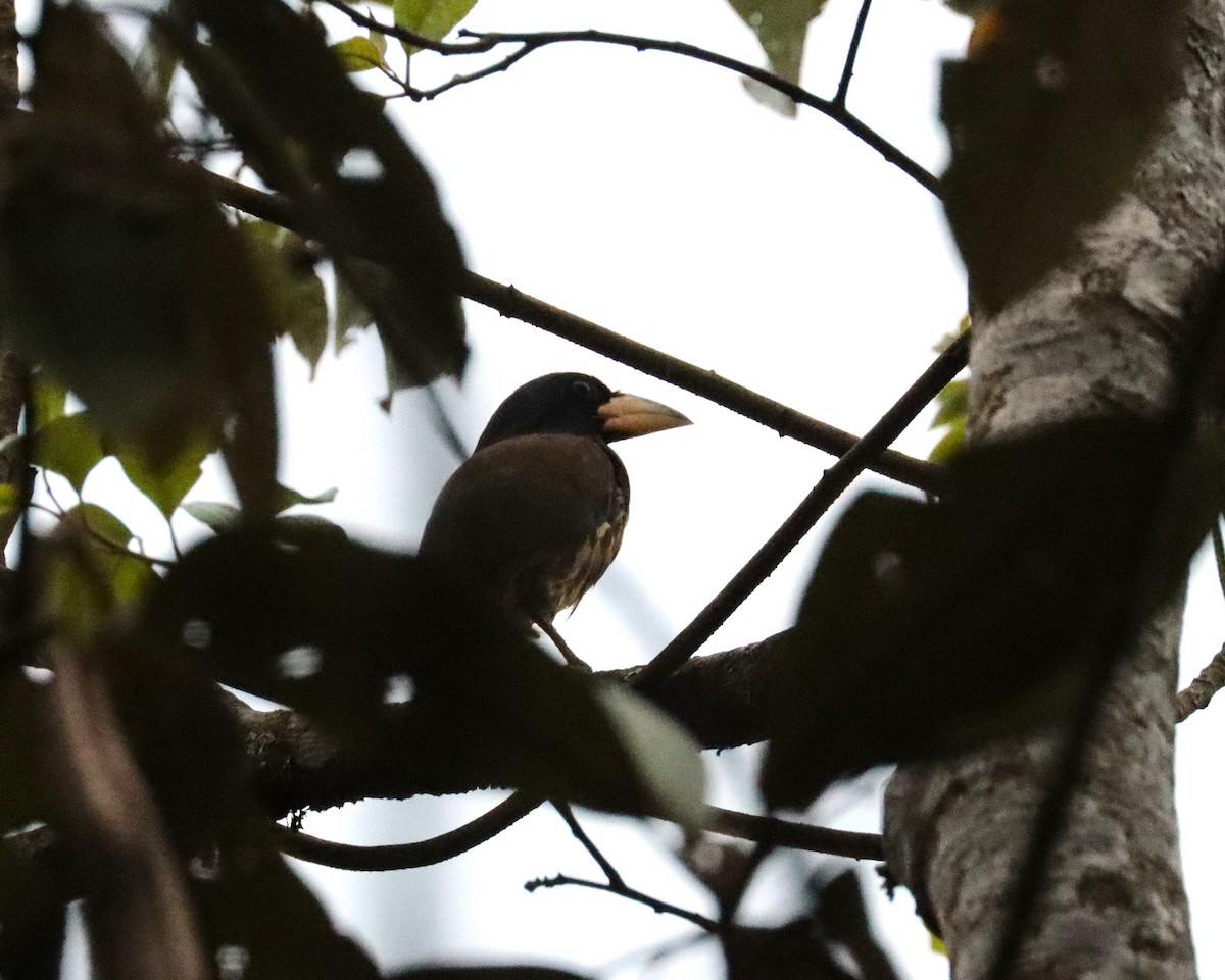 Great Barbet - ML638220322