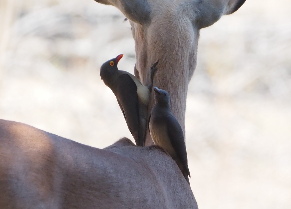 Red-billed Oxpecker - ML638220323