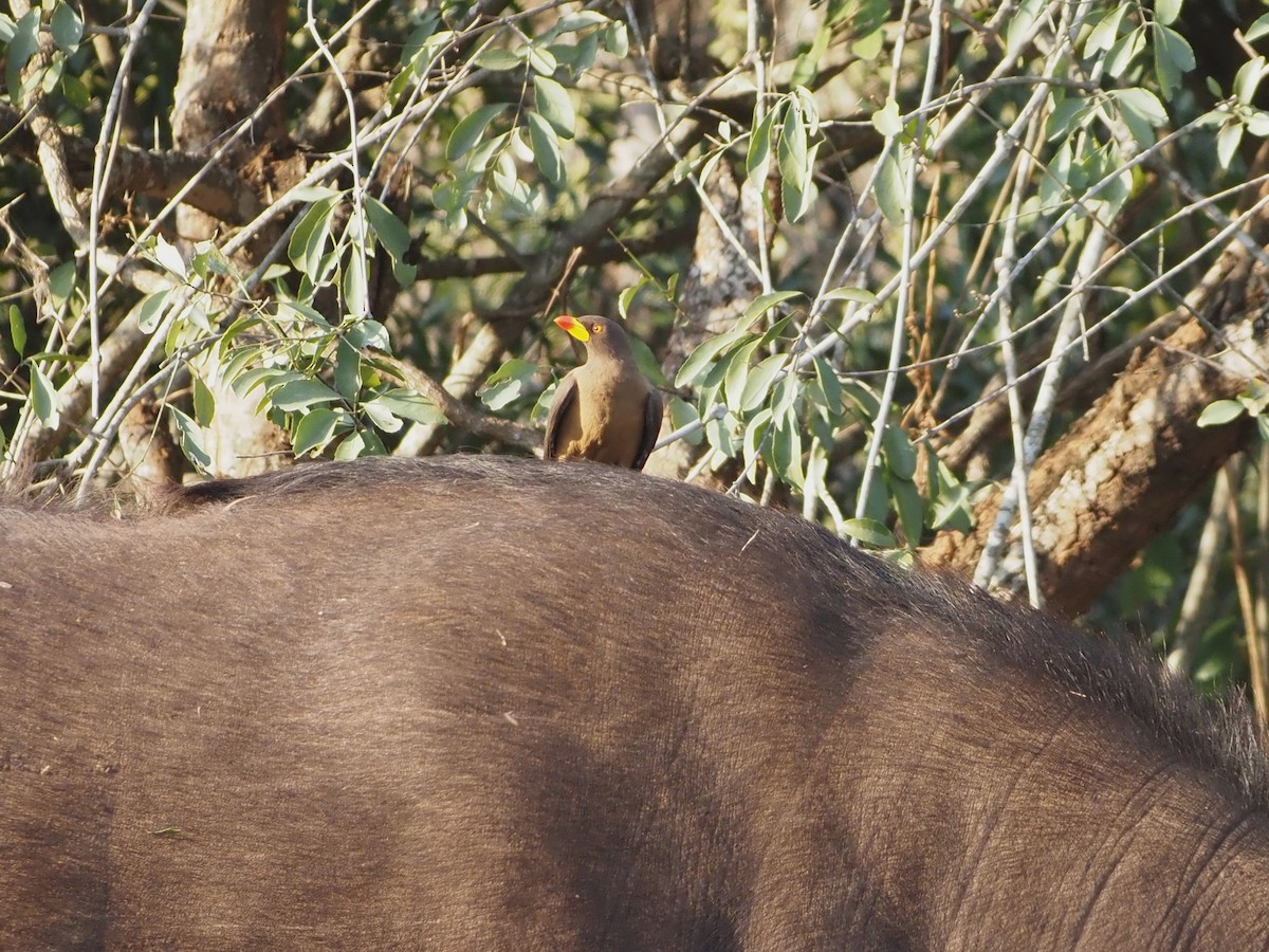 Yellow-billed Oxpecker - ML638220329
