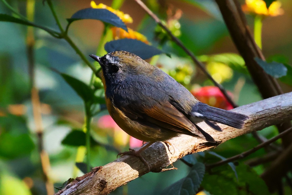 Snowy-browed Flycatcher - ML638220330