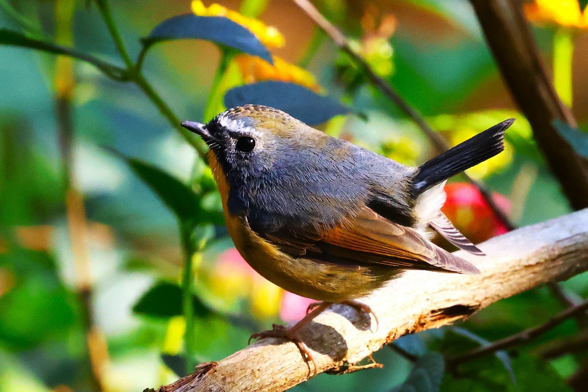 Snowy-browed Flycatcher - ML638220332