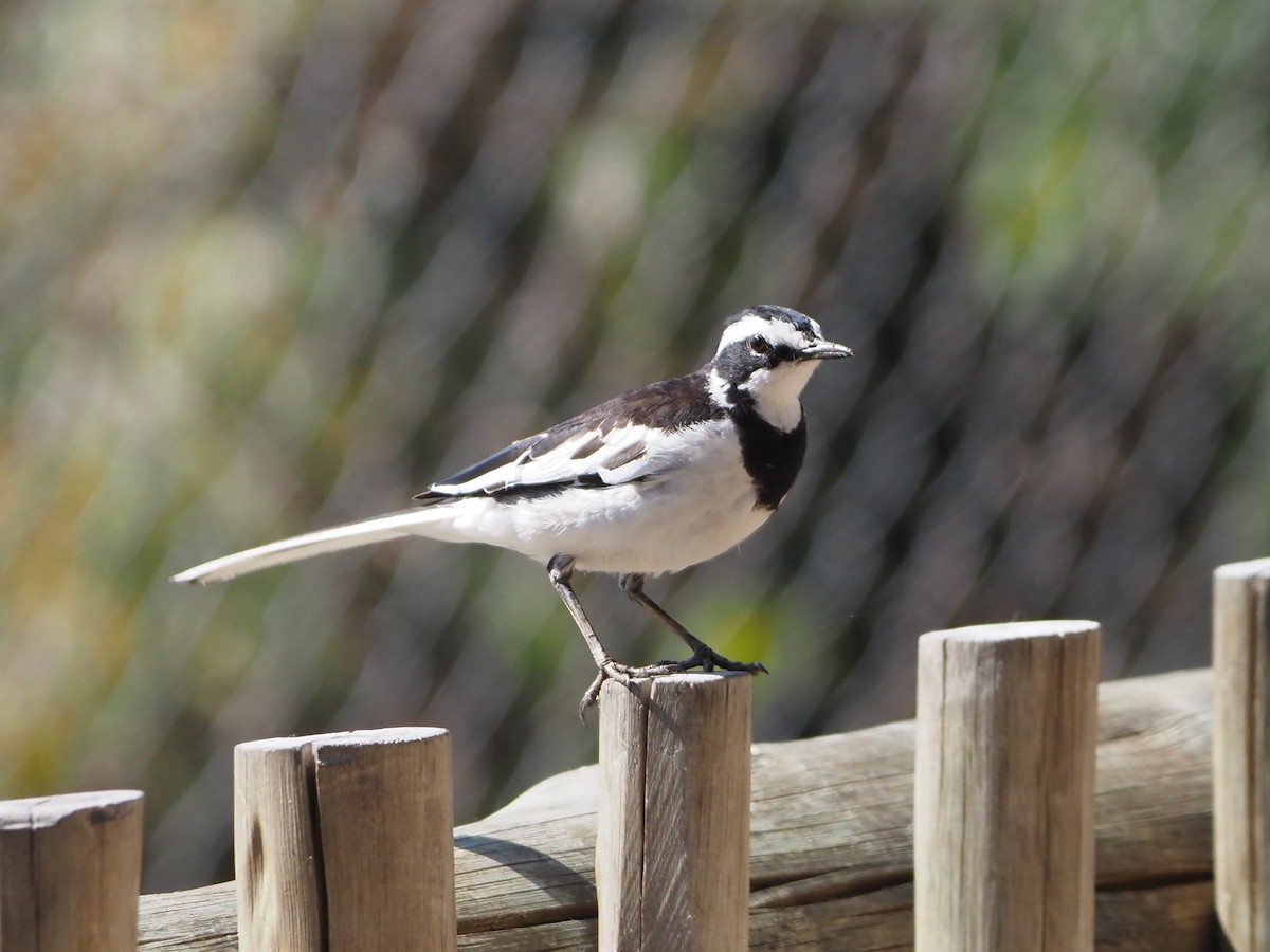 African Pied Wagtail - ML638220354