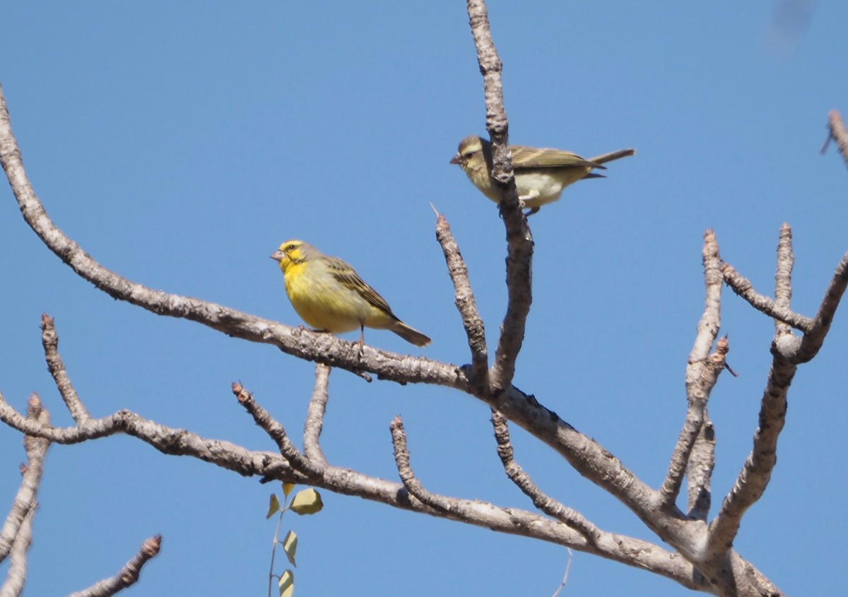 Yellow-fronted Canary - ML638220358