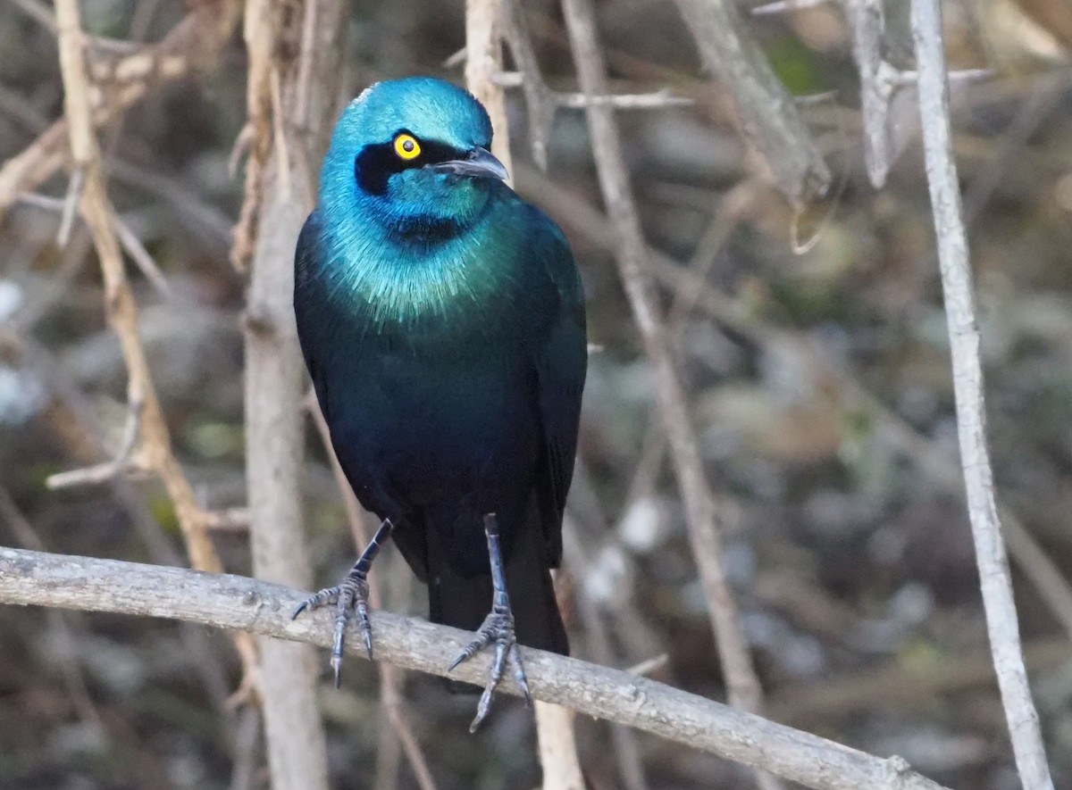 Greater Blue-eared Starling - ML638220363