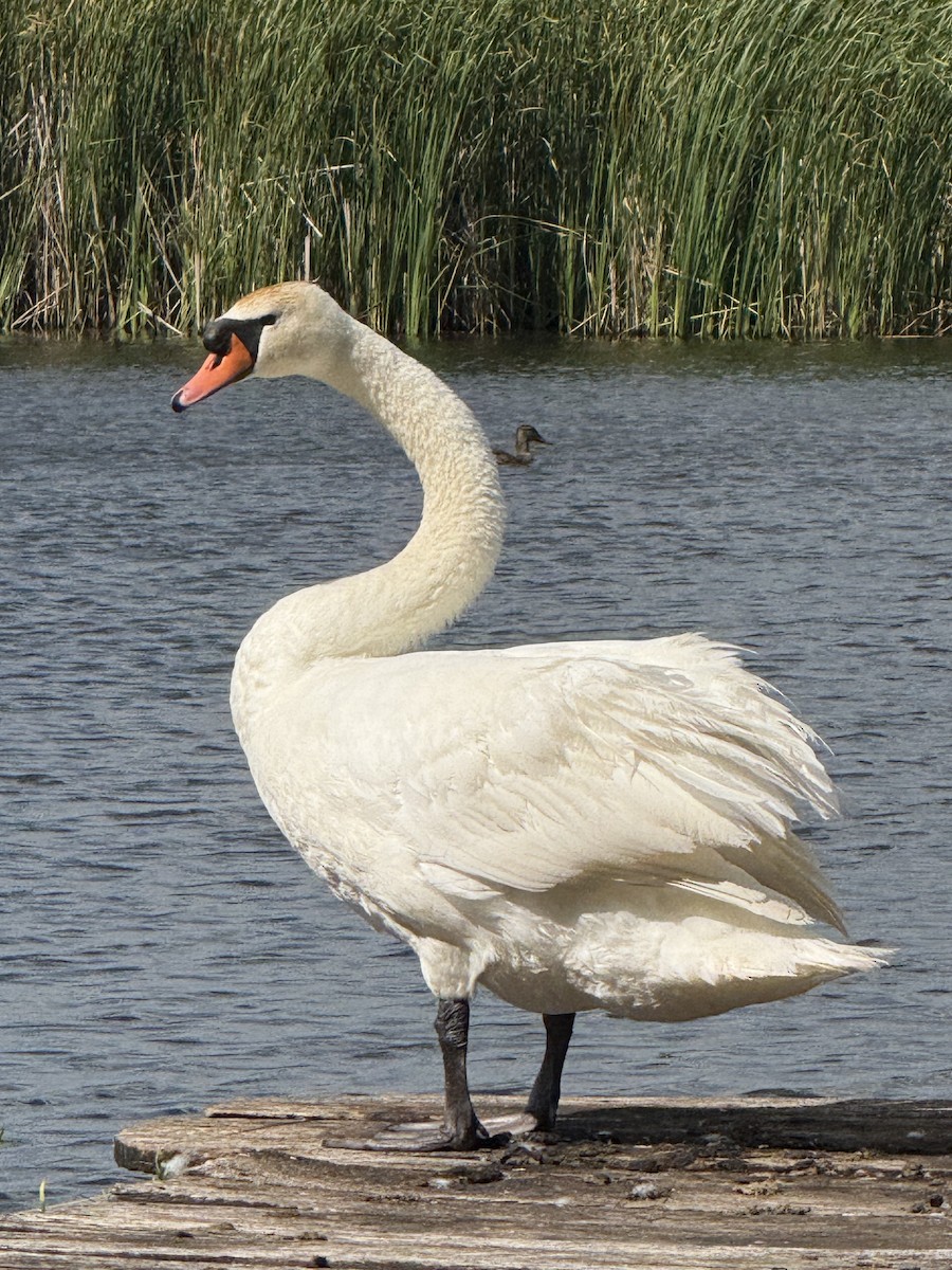 Хуруут хун - ML638220365