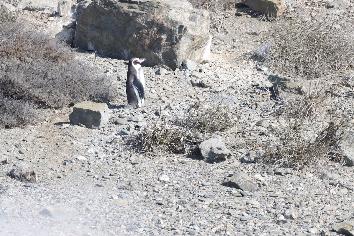 Humboldt Penguin - ML638220386