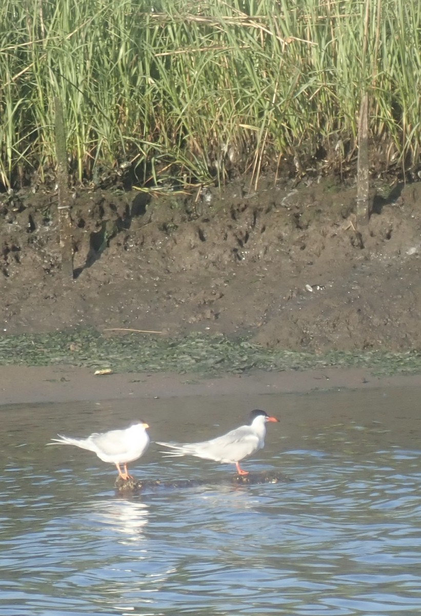 Forster's Tern - ML638220389