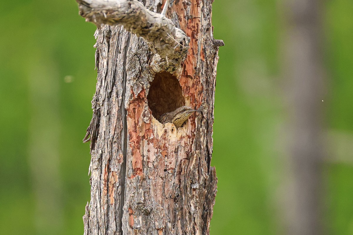 Eurasian Wryneck - ML638220390