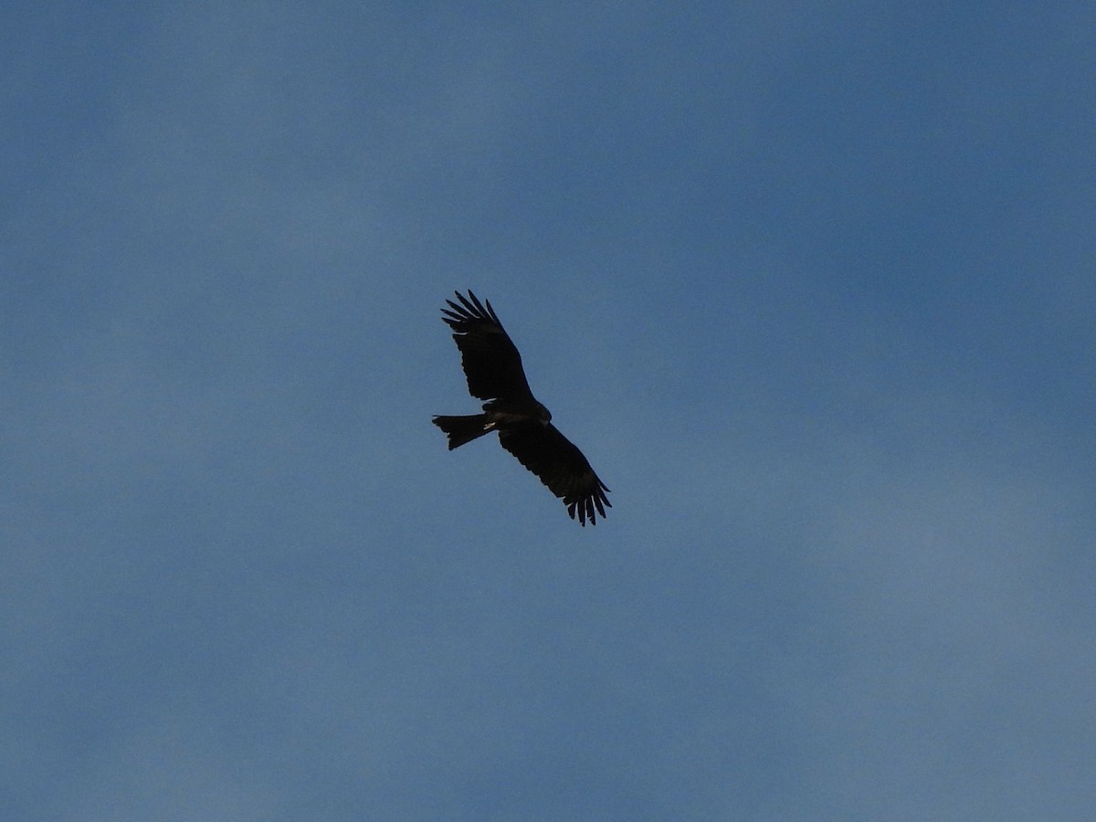 Black Kite (Black-eared) - ML638220399