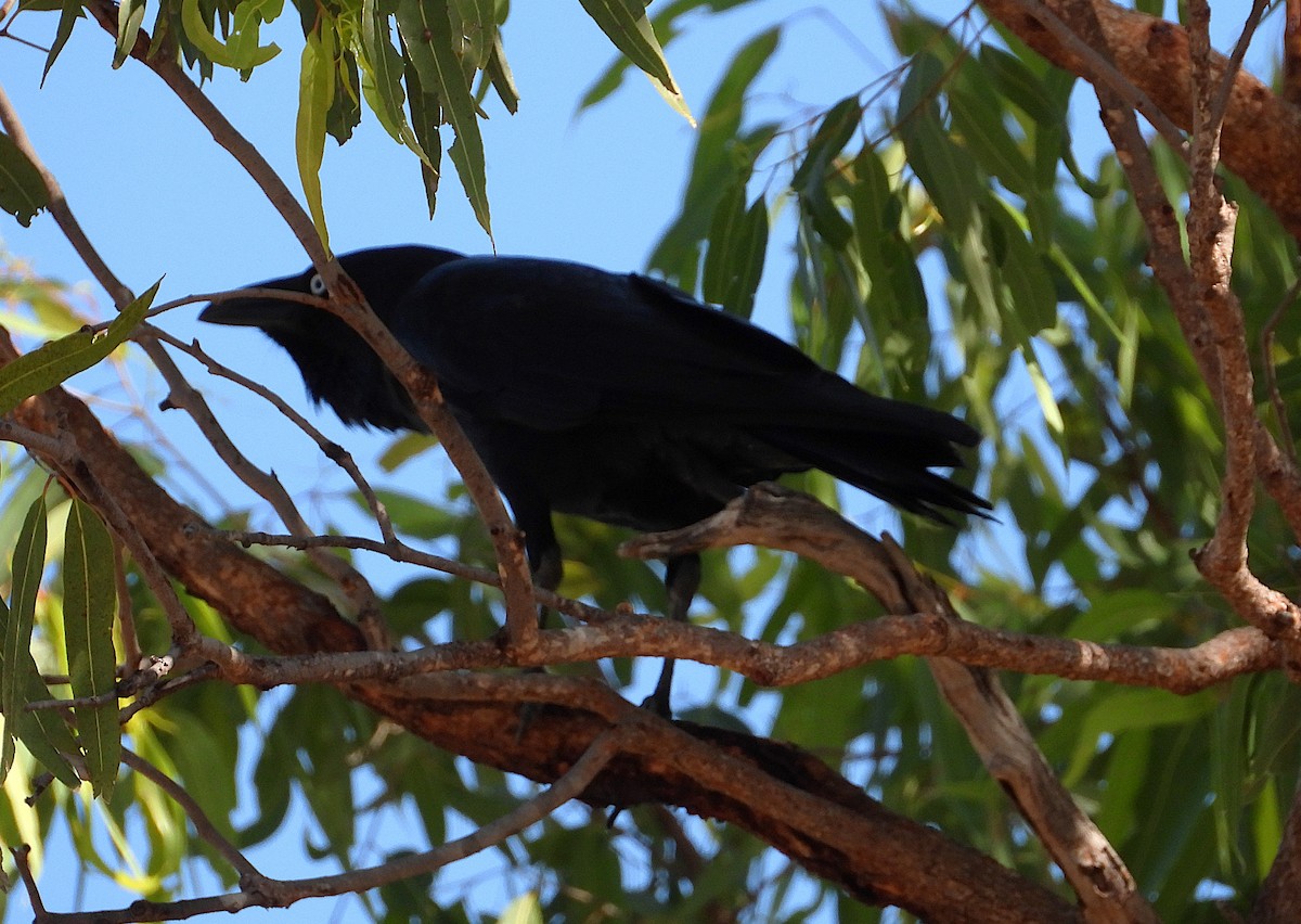 Torresian Crow - ML638220400