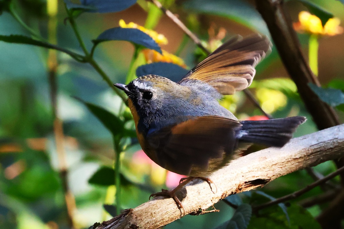 Snowy-browed Flycatcher - ML638220401